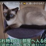 キャプチャ