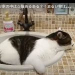 キャプチャ