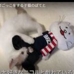 キャプチャ