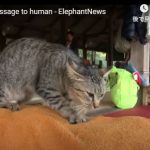 キャプチャ
