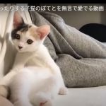 キャプチャ
