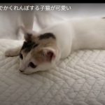 キャプチャ