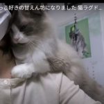 キャプチャ
