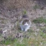 キャプチャ
