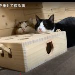 キャプチャ