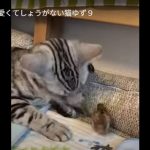 キャプチャ