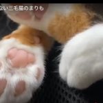 キャプチャ