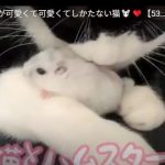 キャプチャ