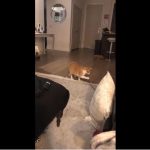 キャプチャ