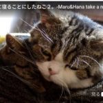キャプチャ
