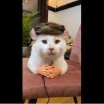 キャプチャ