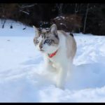 キャプチャ