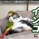 キャプチャ