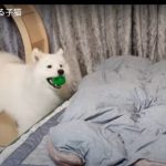 キャプチャ