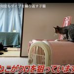 キャプチャ