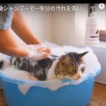 キャプチャ