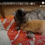 キャプチャ