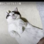 キャプチャ