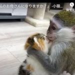 キャプチャ