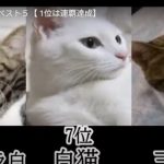 キャプチャ
