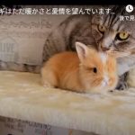 キャプチャ