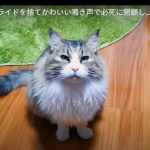 キャプチャ