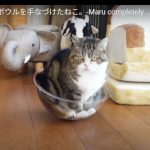 キャプチャ