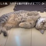 キャプチャ