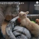 キャプチャ