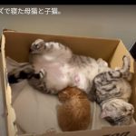 キャプチャ