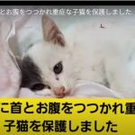キャプチャ