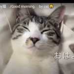 キャプチャ