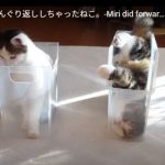 キャプチャ