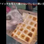 キャプチャ