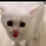 キャプチャ