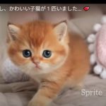 キャプチャ