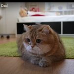 キャプチャ