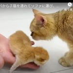 キャプチャ