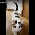 キャプチャ