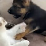 キャプチャ