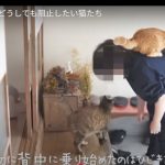 キャプチャ