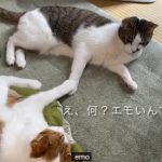 キャプチャ