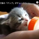 キャプチャ