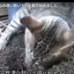 キャプチャ