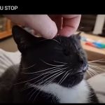 キャプチャ