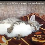 キャプチャ