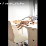 キャプチャ