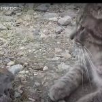 キャプチャ