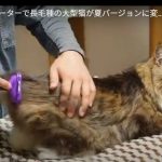 キャプチャ