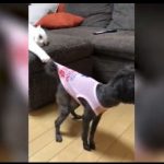 キャプチャ
